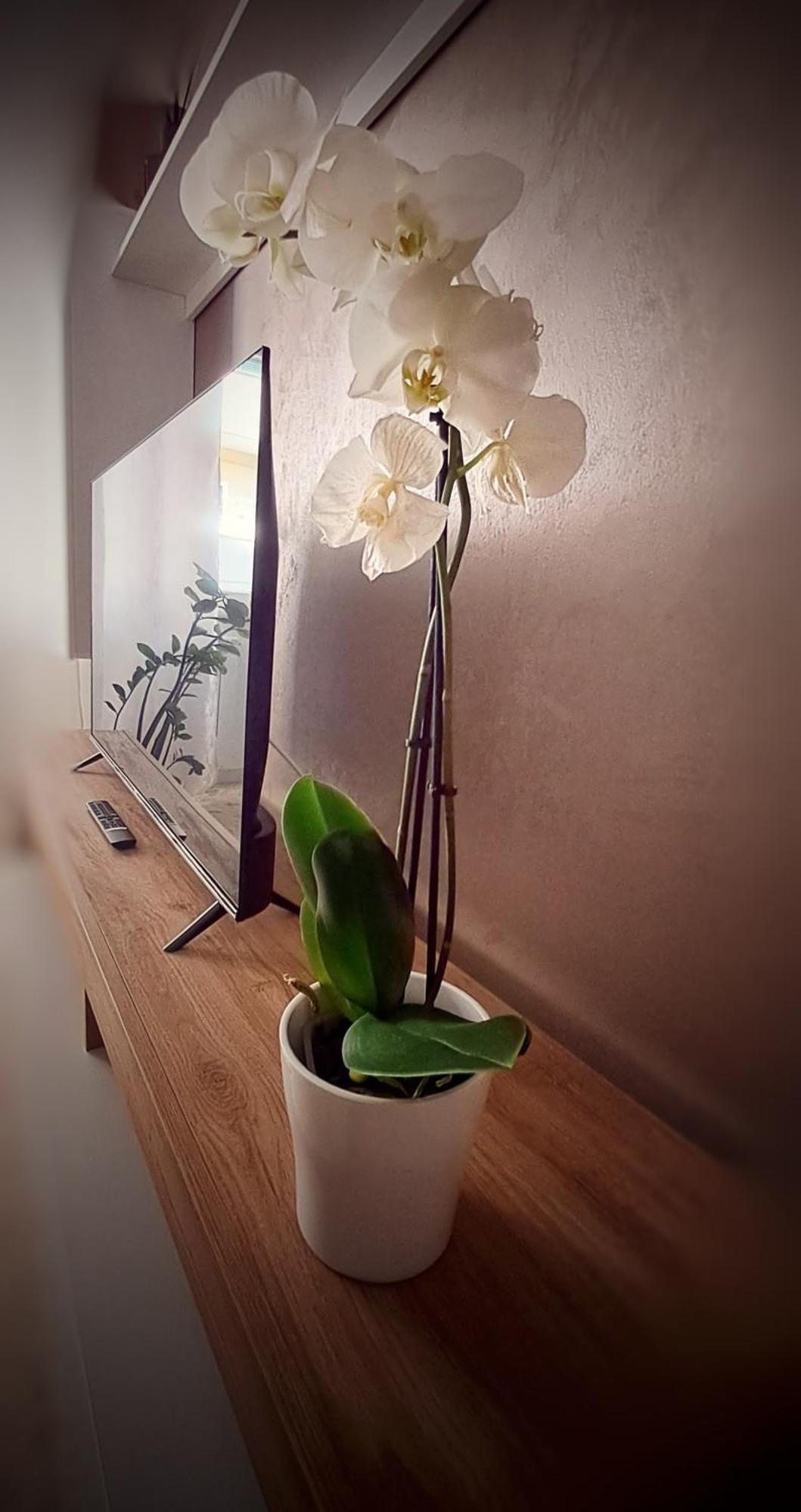 Roma Bema Apartment - Charme E Relax A Due Passi Dal Vaticano Dış mekan fotoğraf